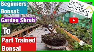 Garden Shrub to Part Trained Bonsai. How to make bonsai trees from garden plants.