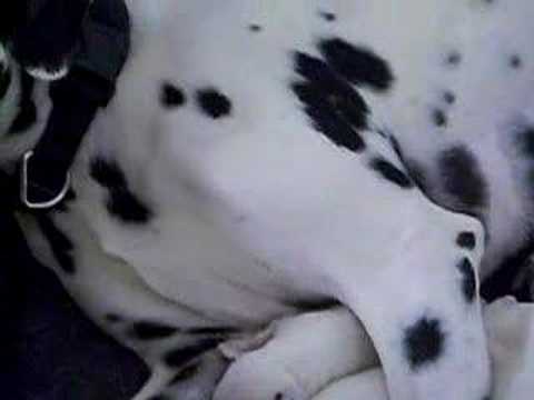 Bebe Dalmatien Youtube Bebe Dalmatien Youtube