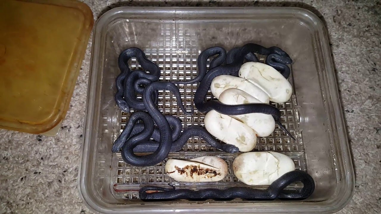 lucy vives Mexican Black Kingsnakes Hatched