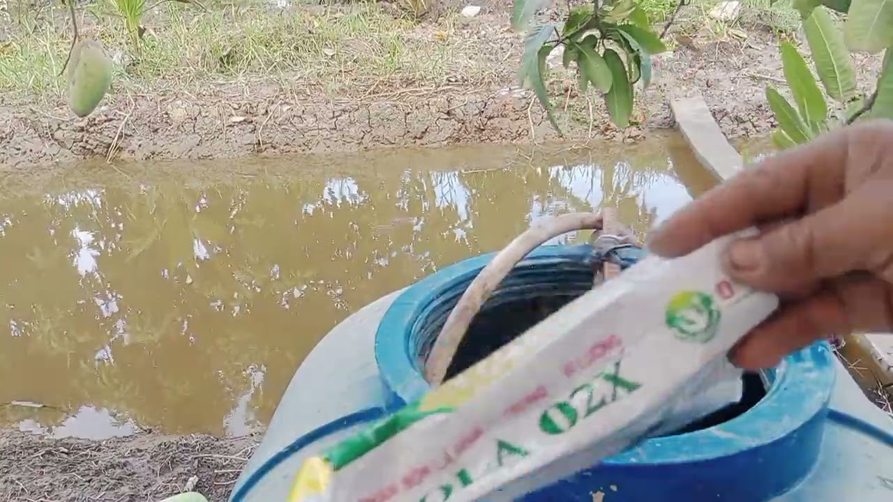 Lên thuốc kit cử 1 cho xoài đài Loan 1 thể 10 al