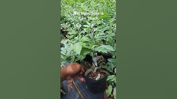 Nhị Ngọc Toàn lá Cẩm Thạch #ngocnganbentre #maivang #maibonsai #shorts #shortvideo #fruit