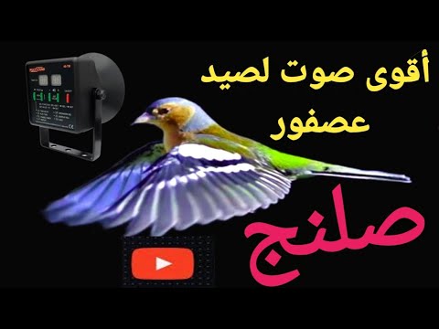 أقوى نغمة اتصال لصيد عصفور صلنج 2023