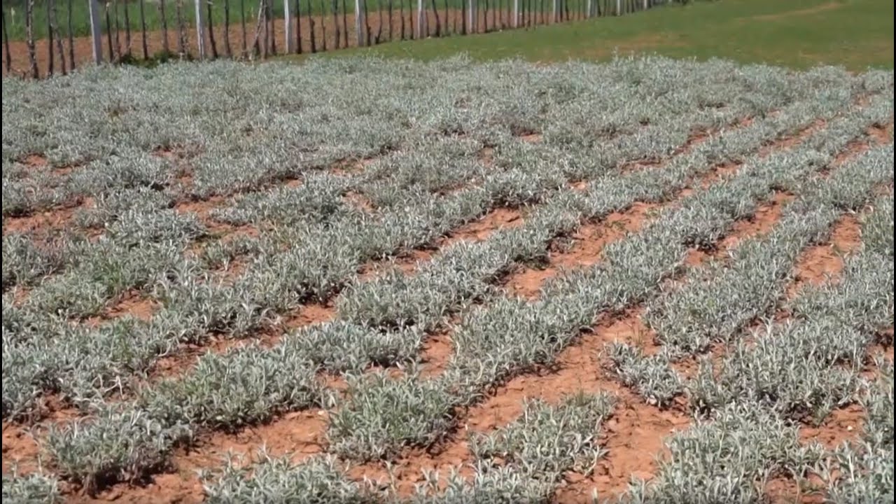 Ora News - “Mbijetesë” me çaj mali, shtimi i sipërfaqes në Pustec dhe pandemia ulin çmimin