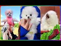 Tik Tok Chó Phốc Sóc Mini 😍 Funny and Cute Pomeranian #485
