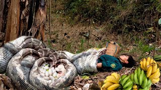 Harvesting bananas and being attacked by poisonous snakes - farm life _Khoa Rua build new life.