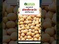 Soybean & Onion Prices Crash after India US interim Trade Deal. #soyabean #onionprice #tradedeal