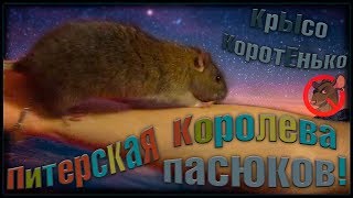 Питер | Крысиная королева пасюков Рада. (Wild Rats | Дикие Крысы) Питер | Крысиная королева пасюков Рада. (Wild Rats | Дикие Крысы)