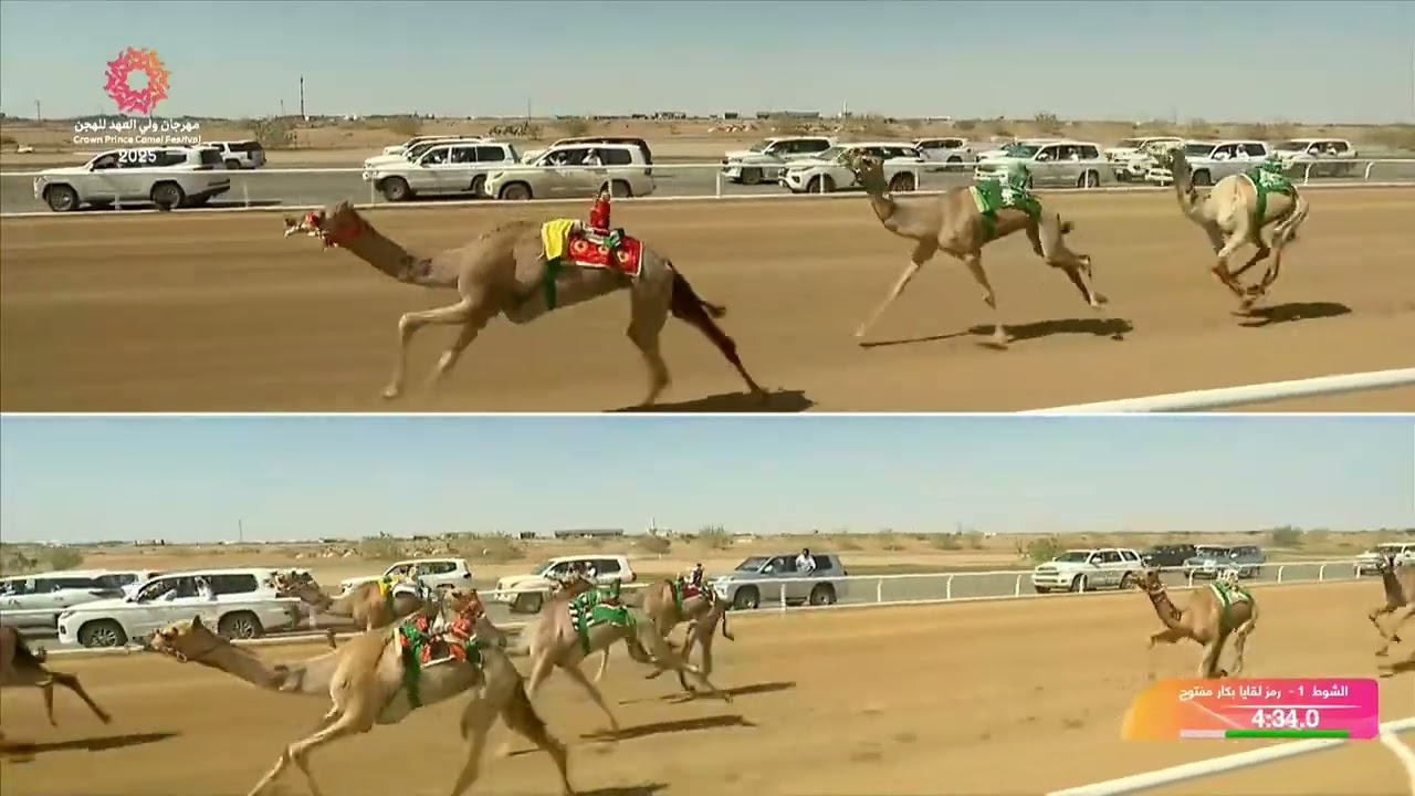 الشوط 1 كأس لقايا بكار مفتوح مساء يوم السبت 06-09-2025 من #مهرجان_ولي_العهد_للهجن 2025