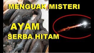 MENGUAK MITOS AYAM CEMANI HINGGA BISA MENJADI SAKTI