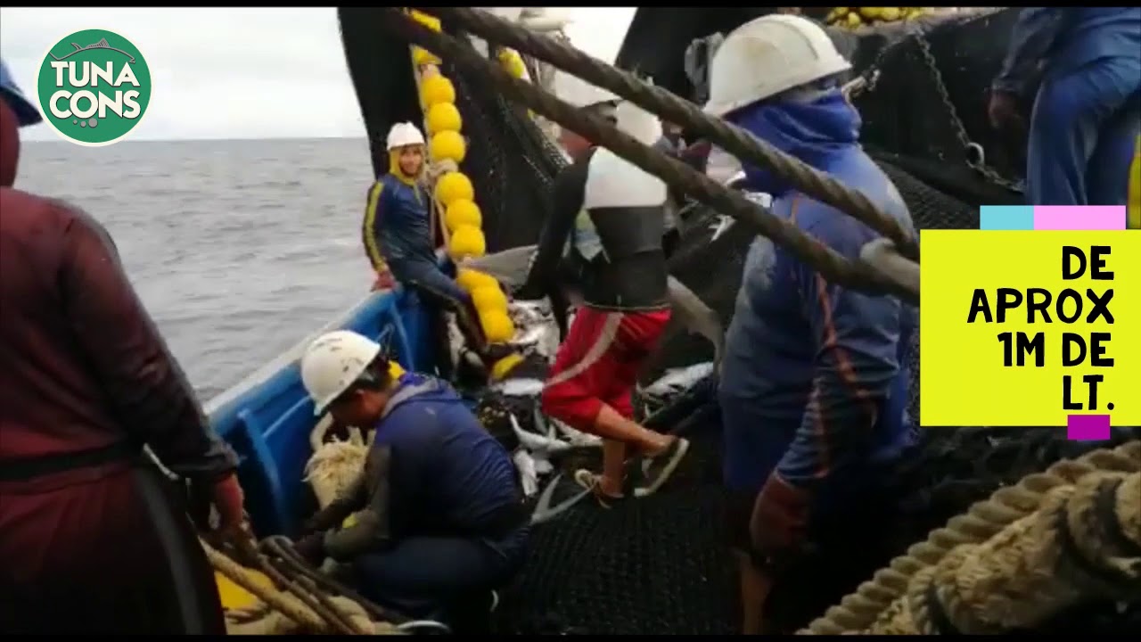 liberacion de tiburon - Shark Release - Good practices on board