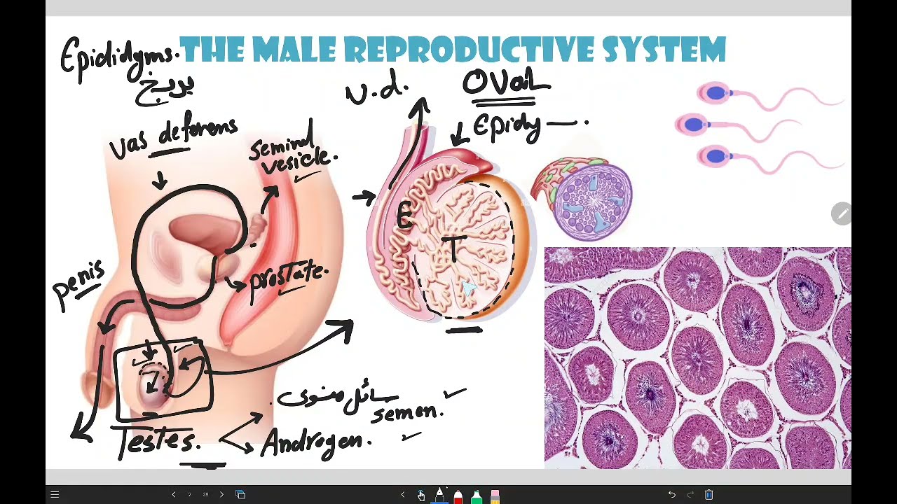 Male reproduction شابتر ٢٣ | فسلجه صيدلاني المرحله الثانيه المنهج الوزاري مع د نجيب الحسيني