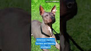 American Hairless Terrier facts #hairlessterrier #terrier #america #animals #facts #dog #pets