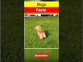 Facts About dogs #dog #facts #animals #shortsfeed #shorts