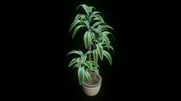 PLANT DRACAENA BLENDER EEVEE PREVIEW