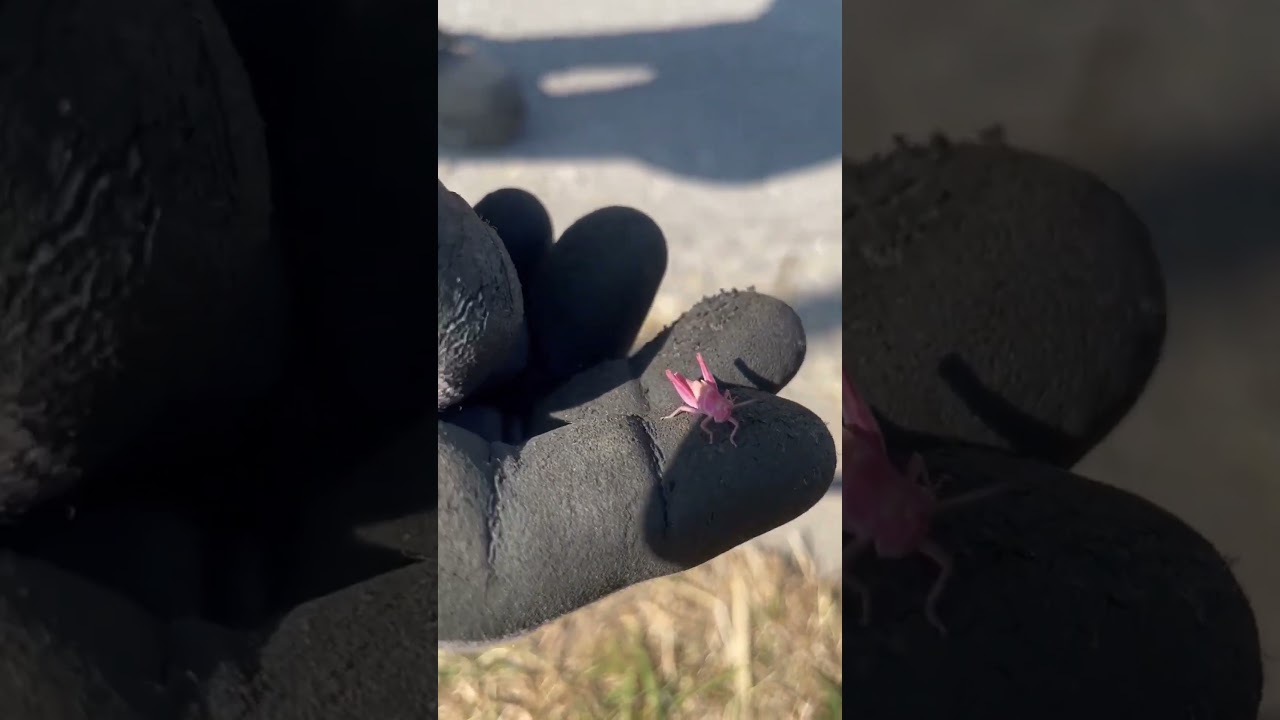 A Rare Pink Grasshopper  