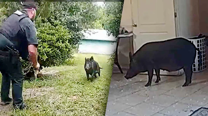 300-Pound Wild Boar Breaks Into Home by Crashing Through Screen Door