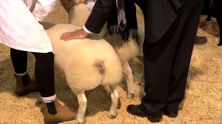 Pencampwriaeth Defaid Cyfandirol Pur | Continental Sheep Breed Championship