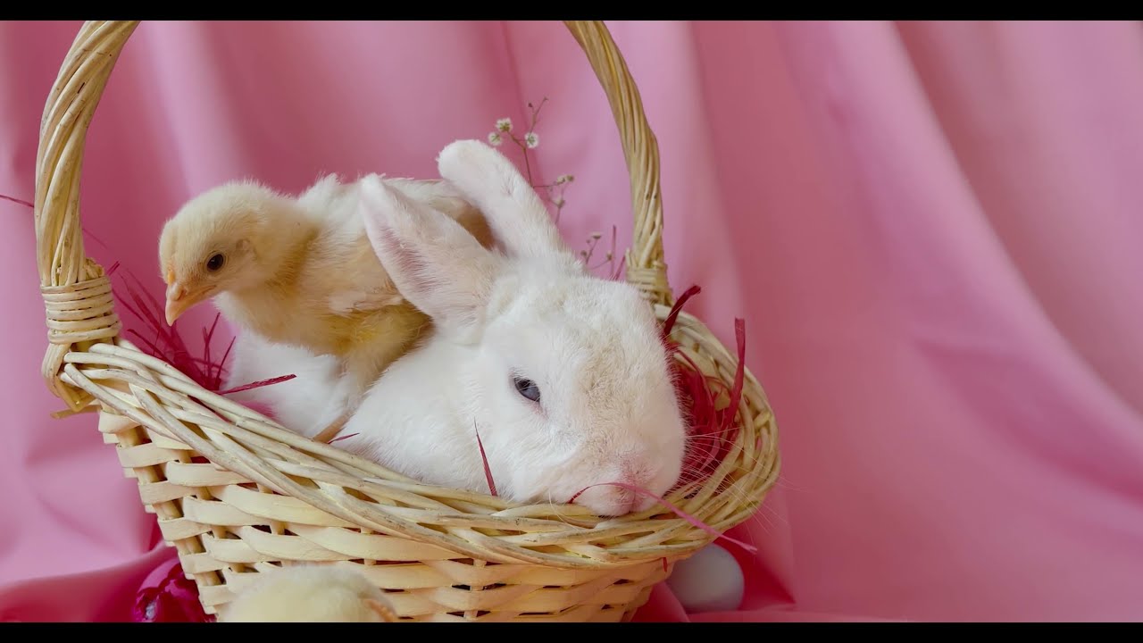 CUTE BABY RABBIT PLAYING WITH CUTE CHICKS RABBIT VIDEO 2021 
