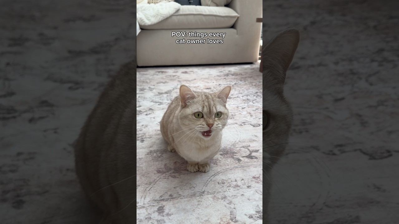 Best moments 🥰 #cats #catsofyoutube #cute #catlovers #petlovers