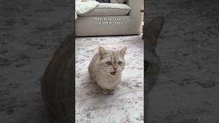 Best moments 🥰 #cats #catsofyoutube #cute #catlovers #petlovers