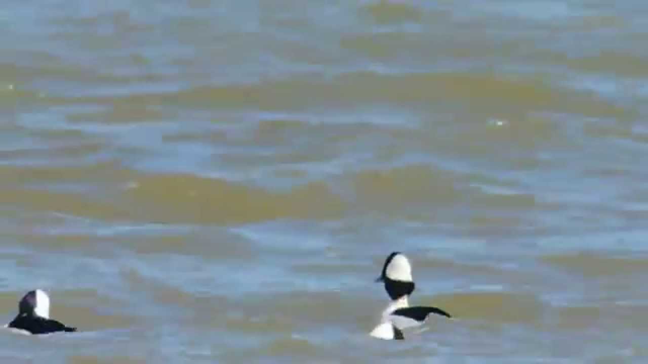 Buffleheads Preening & Diving for Food 