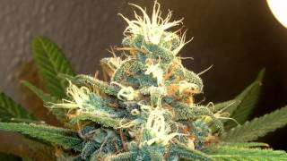 In mellow 2015 election year, Ohio group tries to get pot legalization initiative on November ballot