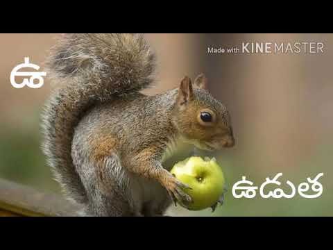 Telugu Ruuu Rooka ఉ , ఊ , ఋ , ౠ పదాలు | U, Uu, Ru, ruu Learn - YouTube