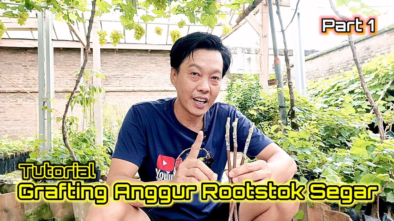 Cara Grafting Anggur Dengan Rootstok Segar / FRESH CUTING