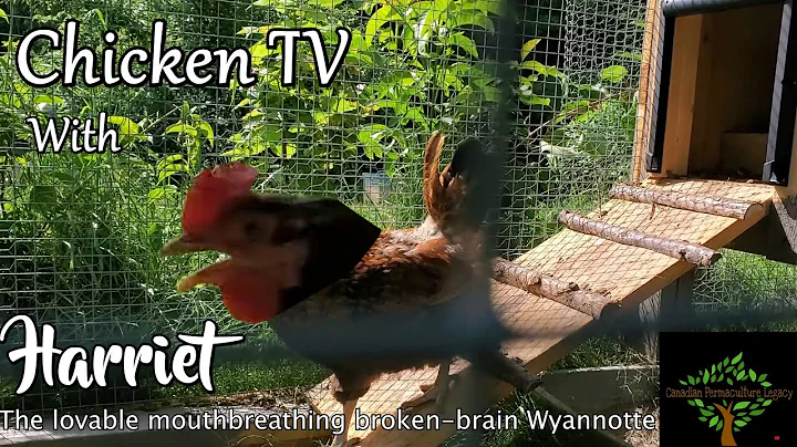 ChickenTV - Meet Harriet the broken brained Wyannotte