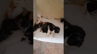 Mama Calico Cat with her playing 6 kitten's😺