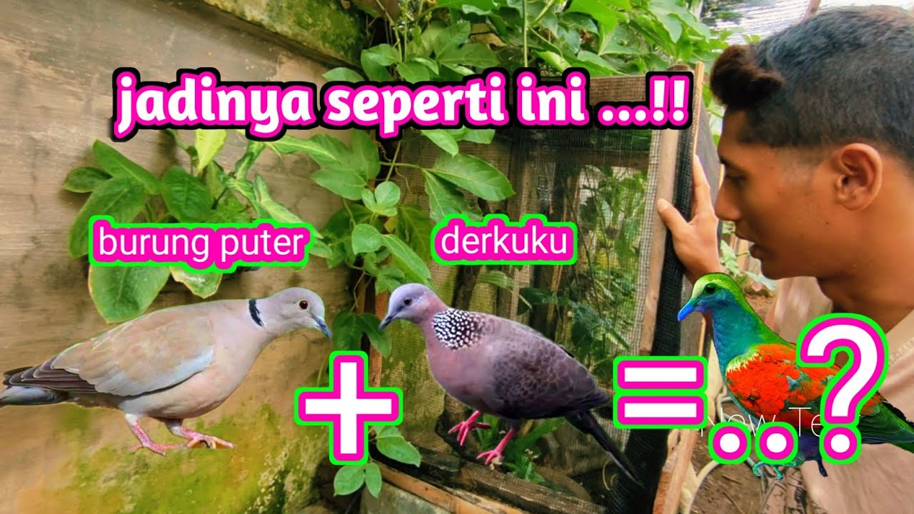 Ini dia hasil silangan burung derkuku dan burung puter 
