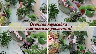 Осенняя пересадка комнатных растений. Заканчиваю пересадочный сезон!