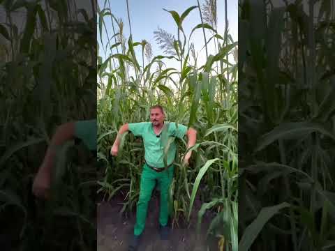 Семена сорго-суданского гибрида Кадан 19, 40-45 дней, видео 2