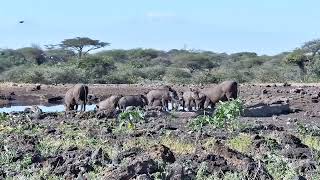 Warthogs at the Waterhole | Ranger Insights by Explore Africa 797 views 1 year ago 1 minute, 27 seconds