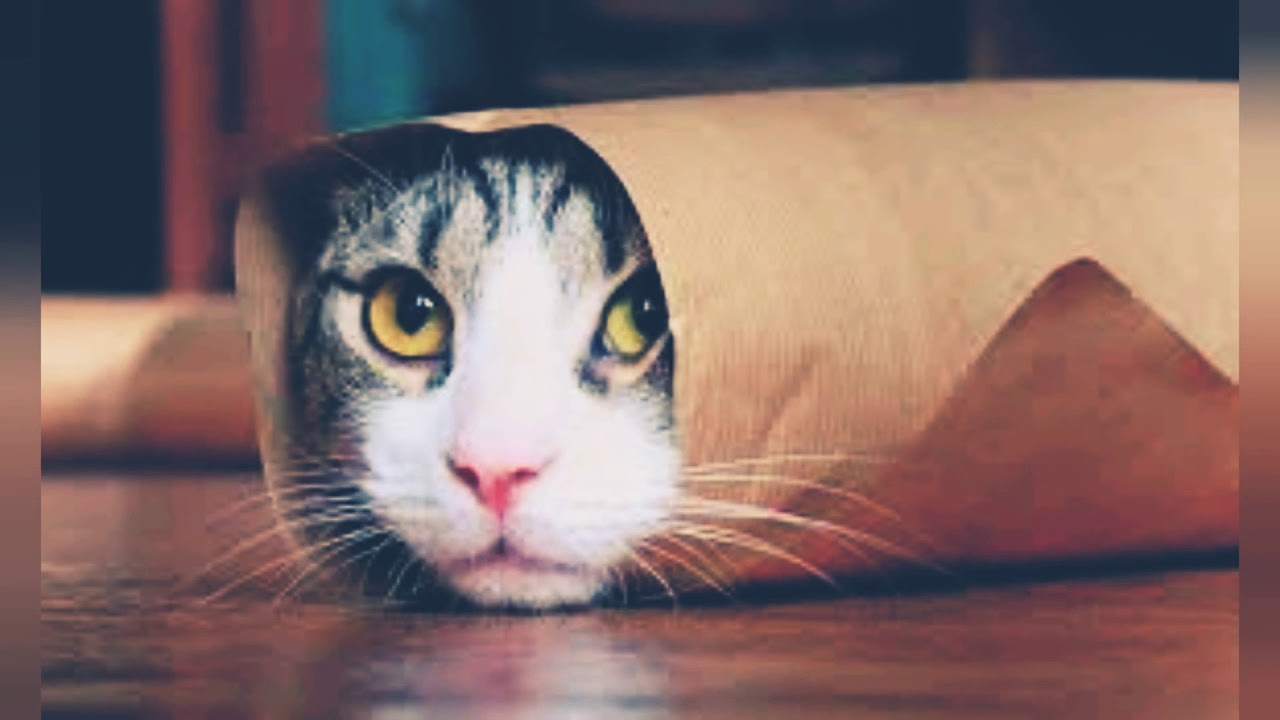 Fotos de gatitos - YouTube