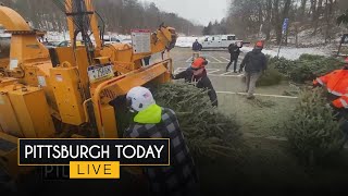 Learning more about Christmas tree recycling