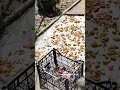 Украина Харьковская область