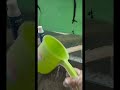 MEMBERSIHKAN KERAK KACA AQUARIUM