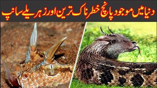 5 Unbelievable Snakes in the World | دنیا کے پانچ زہریلے ترین سانپ