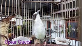 Opior Paruh Tebal Ngeker Bikin Opior Yang lain Bunyi Langsur Gacor