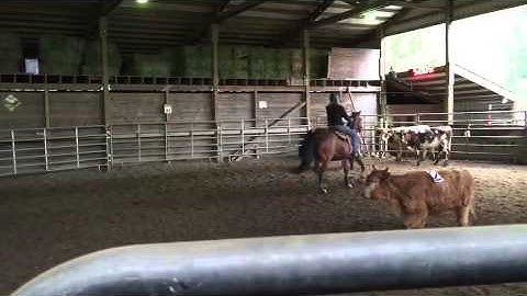 2 man Cattle Sorting