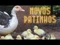 Primeiros Patinhos da Pata Tuníca | Gutejando