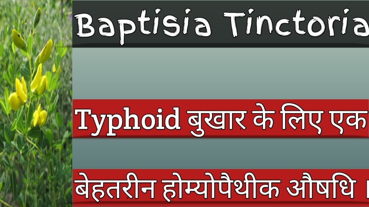 Baptisia Tinctoria || Use in Typhoid fever || 
