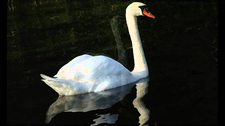 Le Cygne - The Swan - De Zwaan - Carnaval des Animaux