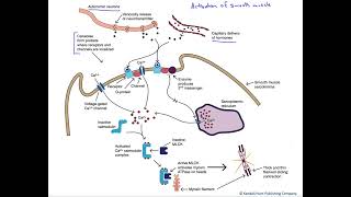 Smooth Muscle Activation