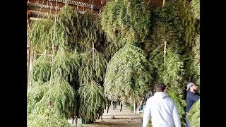STAIRWAY TO TAURUS ROCK ROLL OREGON MEDICAL GREENHOUSE OUTDOOR/INDOOR GROWN MARIJUANA