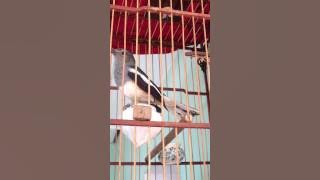 Than mái cave nhé các thím