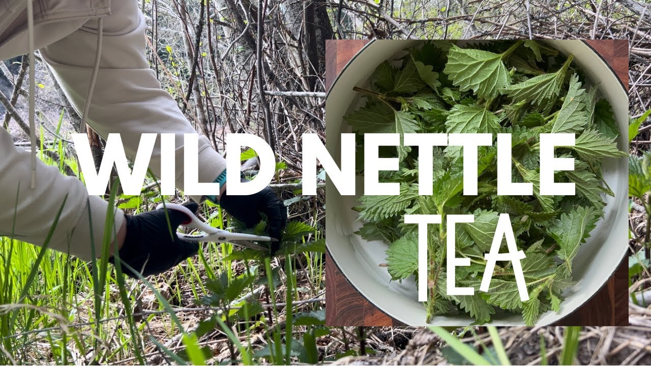 WILD NETTLE TEA | FORAGING | #foraging #wildedibles #softspoken #tea # ...