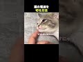 猫の電源を切る方法