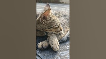 Lazy Cat Naps All Day 😴 | Cutest Sleepy Kitty Ever #shorts #video #cat